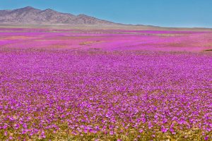 ¡Único en el mundo! El desierto que se llena de flores en primavera